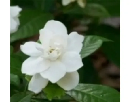 gardenia
