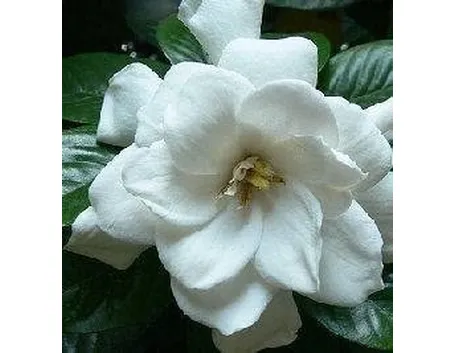 Gardenia