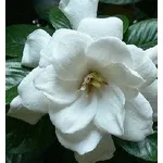 Gardenia