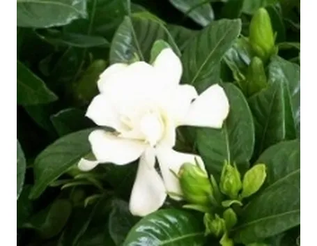 Gardenia