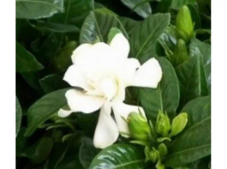 Gardenia