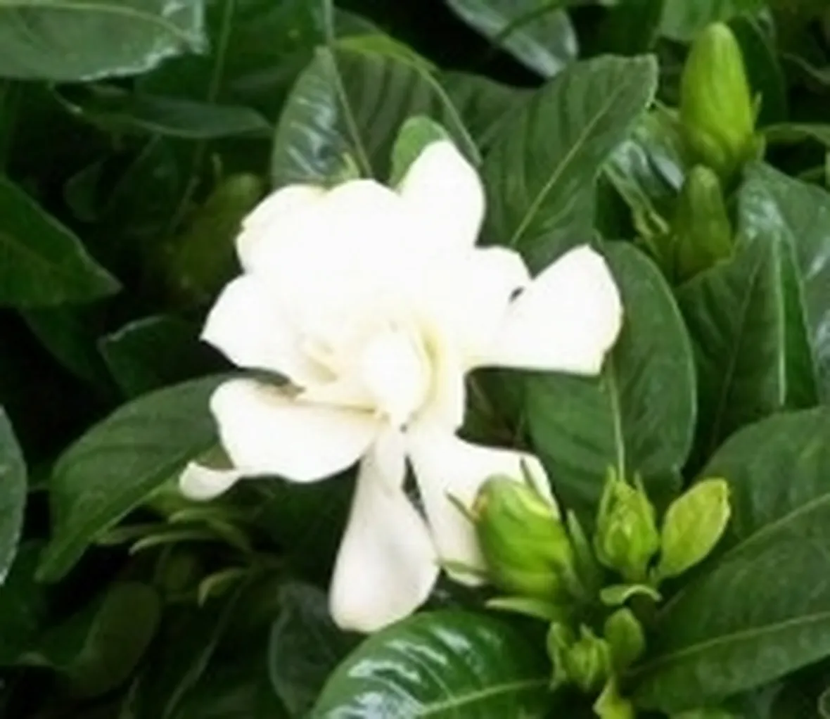 Gardenia