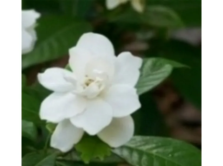 Gardenia fiore