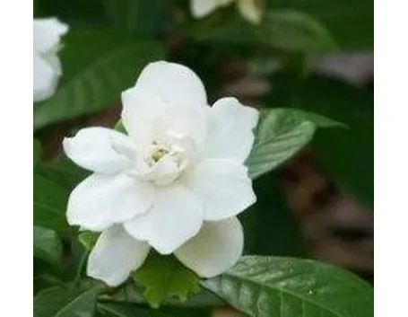 Gardenia