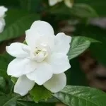 Gardenia