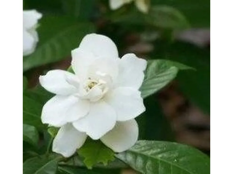 Gardenia