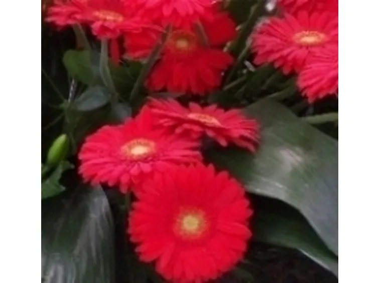 gerbera