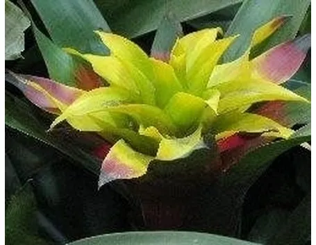 bromeliacea