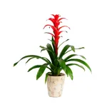 Guzmania