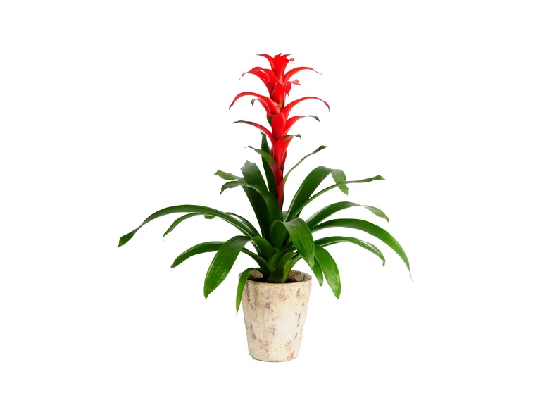 Guzmania