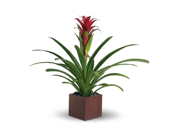 vaso guzmania