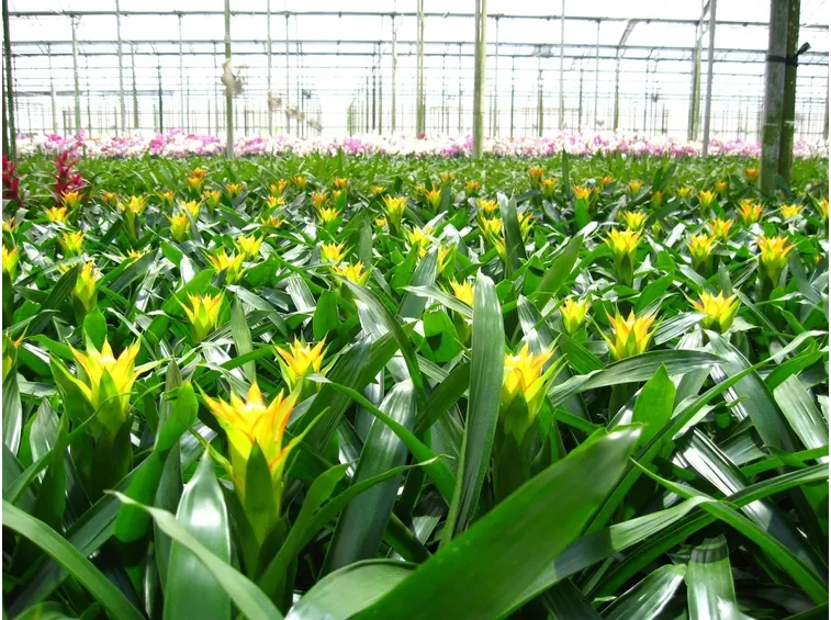 guzmania gialla