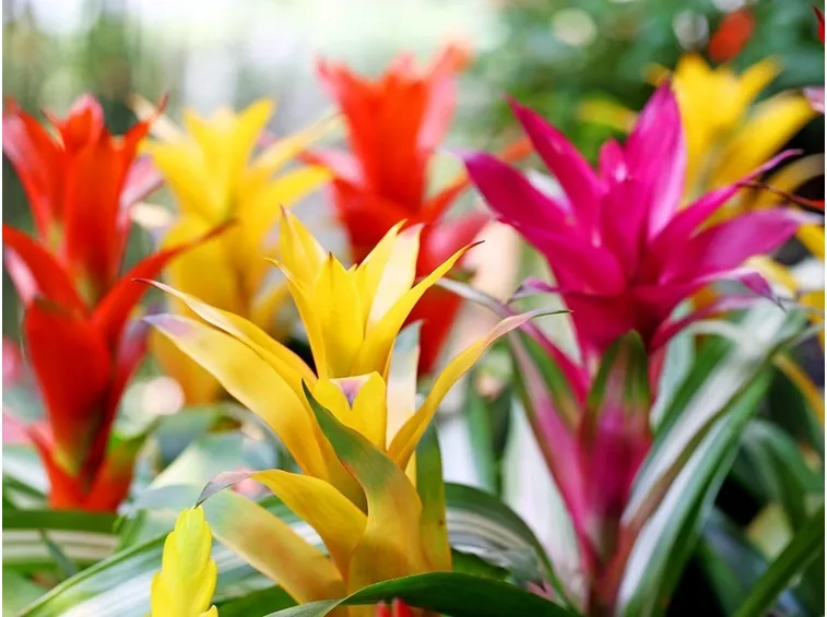 fiori guzmania