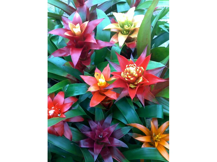 colori guzmania
