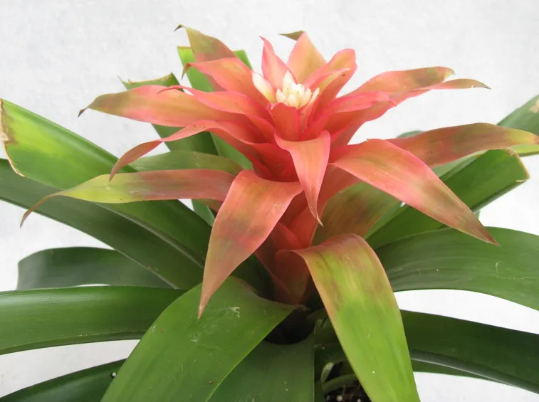 guzmania