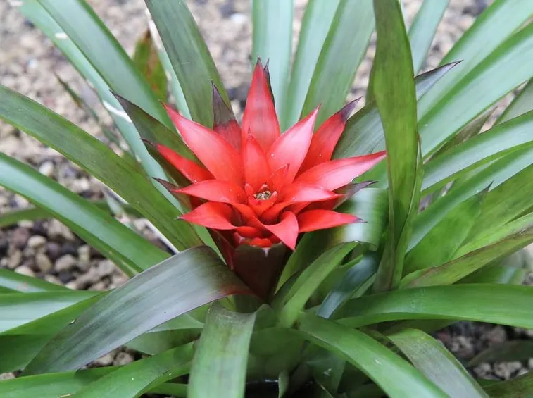 Guzmania lingulata