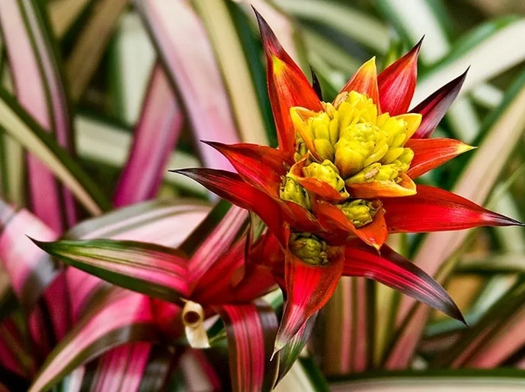 Guzmania musaica