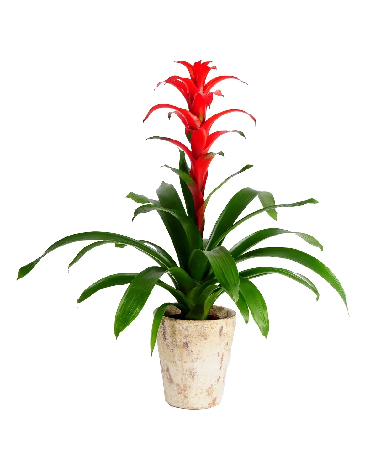 Guzmania