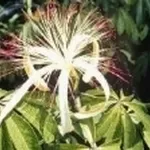 pachira