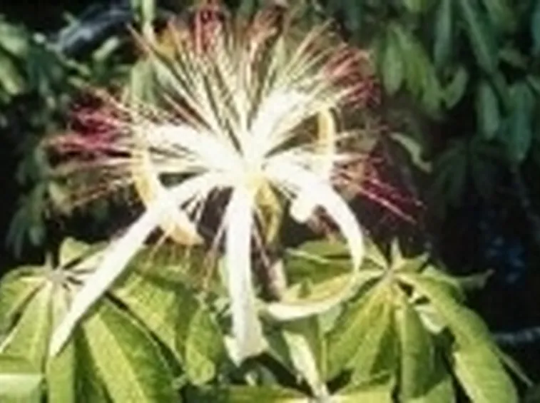 pachira