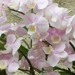 phalaenopsis