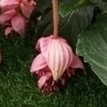 medinilla 