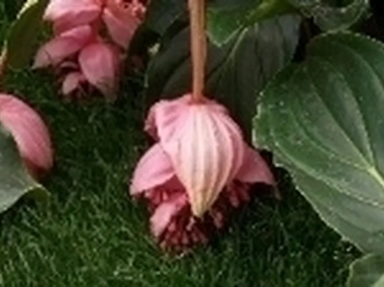 medinilla 