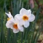 Narcisi