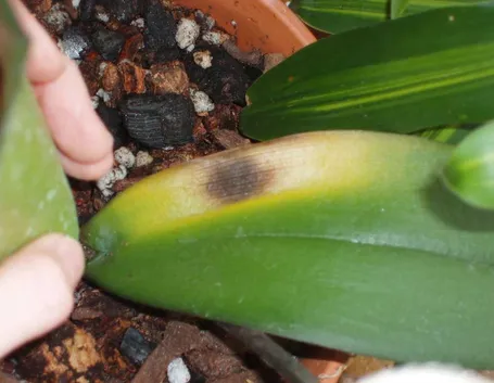 phalaenopsis