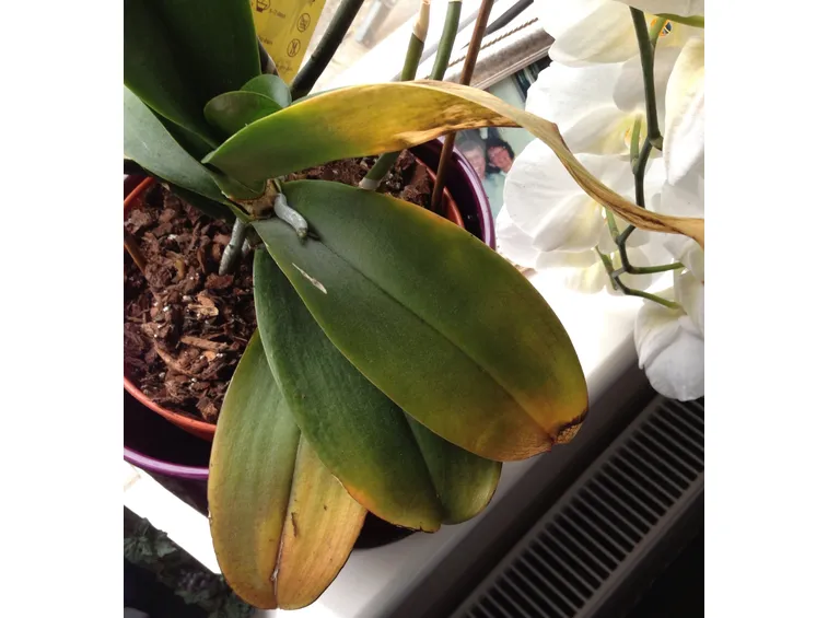 orchidea phaelaenopsis