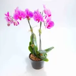 orchidea