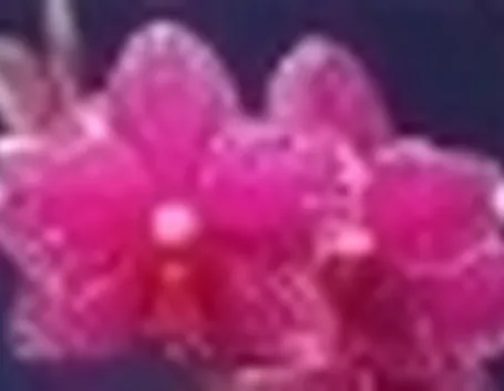 phalaenopsis