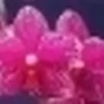 phalaenopsis