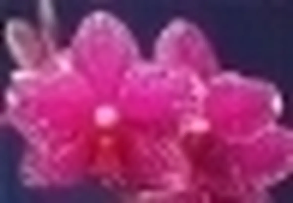 phalaenopsis