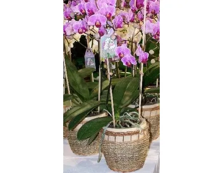 Phalaenopsis