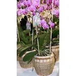 Phalaenopsis