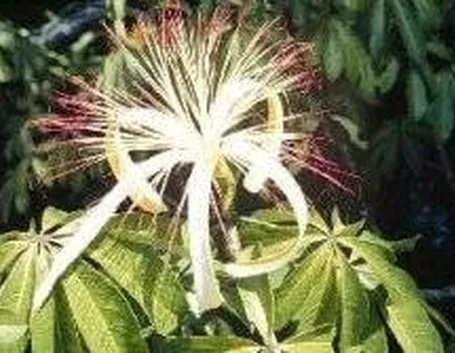 Fiore di pachira