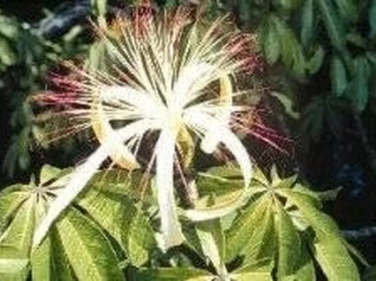 Pachira