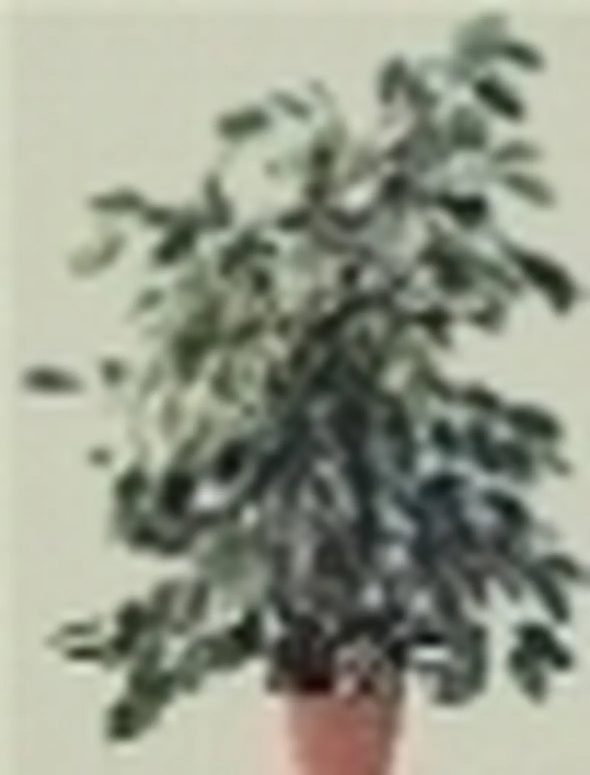 benjiamin