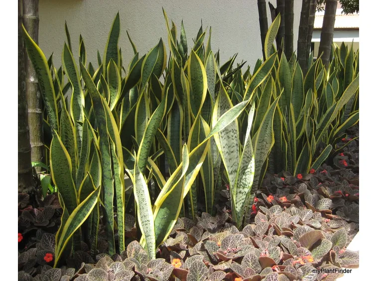 sanseveria