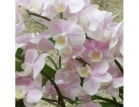 phalaenopsis