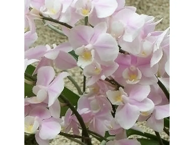 phalaenopsis
