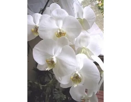 phalaenopsis