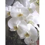 phalaenopsis