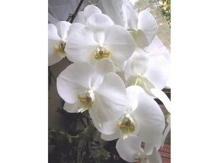 phalaenopsis