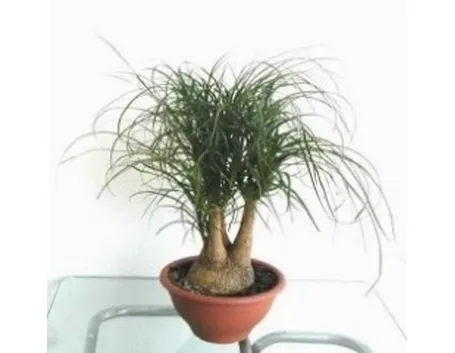 Pianta mangia fumo