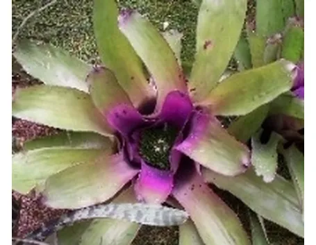 Bromeliacea