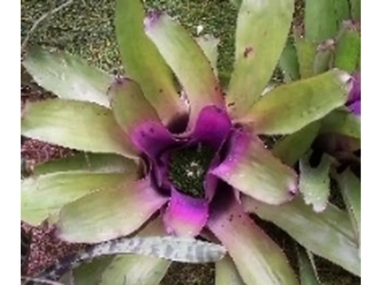 Bromeliacea