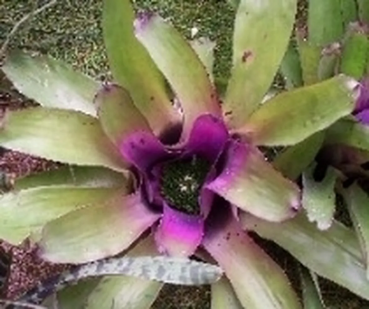 Bromeliacea