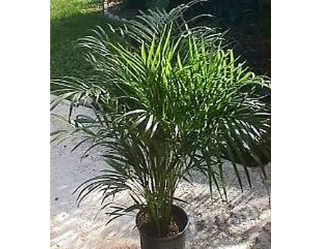 Areca